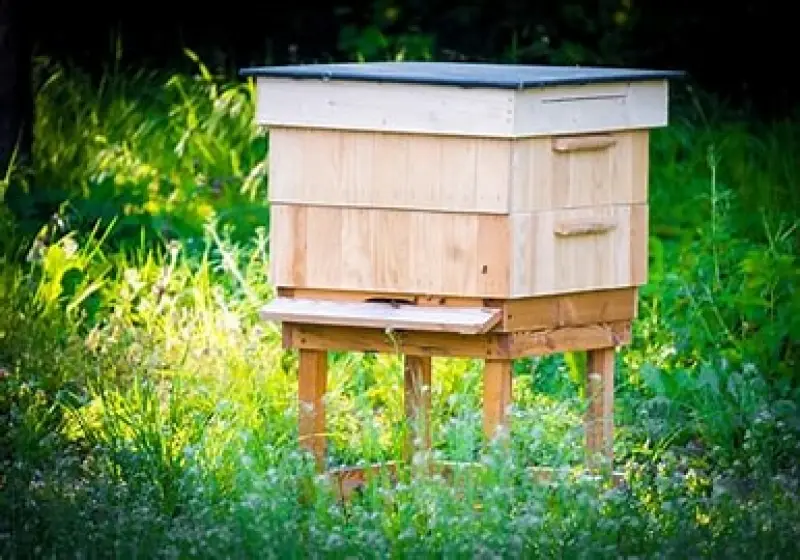 Bullshit Hive
